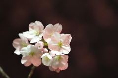 夜桜７