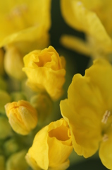 菜の花