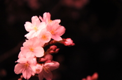 夜桜２