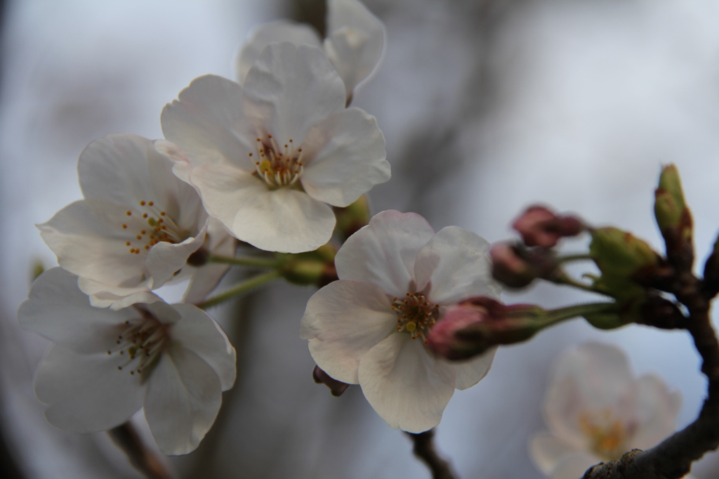 桜２