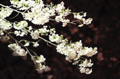 夜桜５