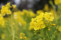 菜の花
