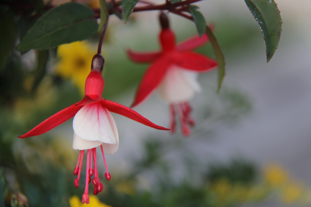 花１