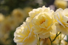 薔薇５