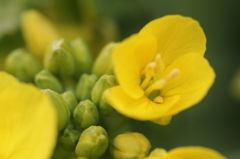 菜の花