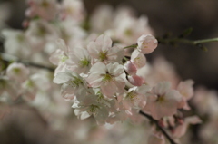 夜桜３