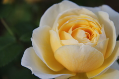 薔薇２