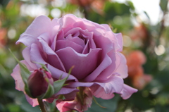 薔薇４