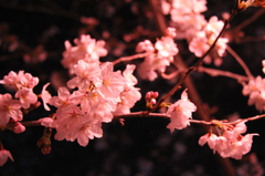 夜桜１