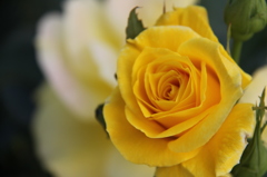 薔薇３