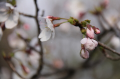桜３