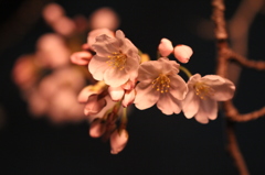 夜桜６