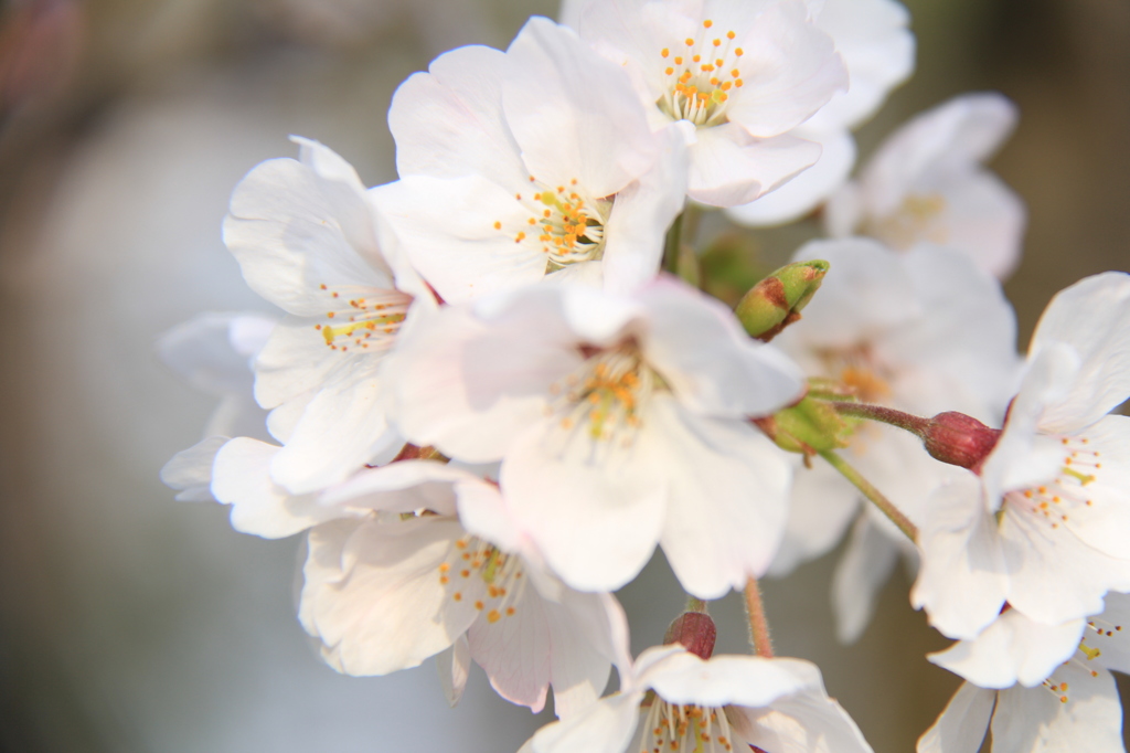 桜４
