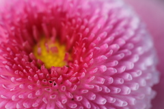 花３