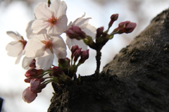 桜１