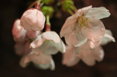 夜桜４