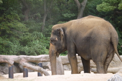 ゾウ