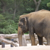 ゾウ