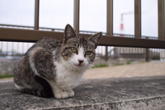 美形猫ちゃん