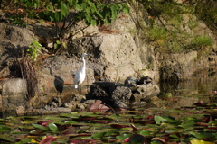 白鳥？