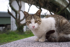 猫ちゃん