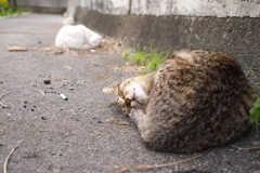 眠り猫