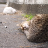 眠り猫