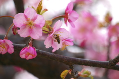 蜂と桜