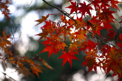 紅葉