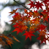 紅葉