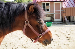 六甲山牧場の大人しすぎる馬