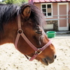 六甲山牧場の大人しすぎる馬