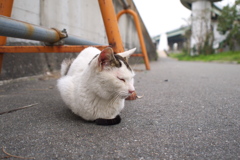 猫さん