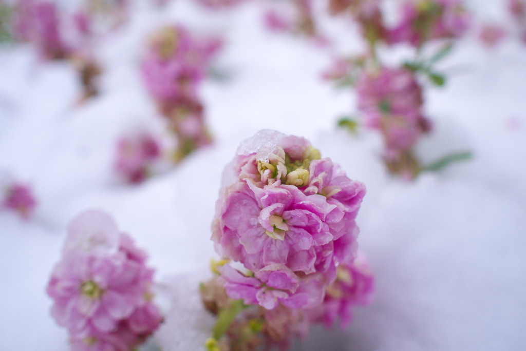 凍える花