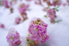 凍える花