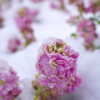 凍える花