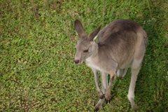 カンガルー