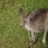 カンガルー
