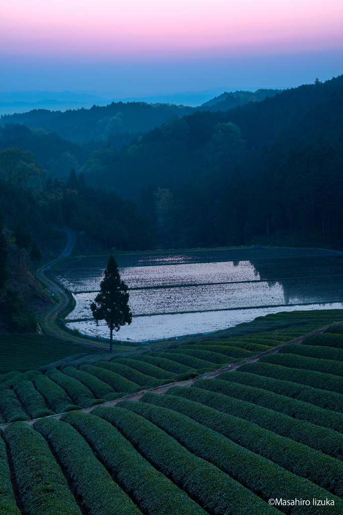 茶畑朝景