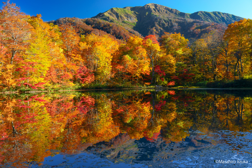 黄金に輝く紅葉の刈込池