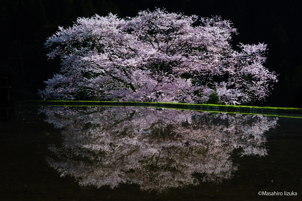 月夜に浮かぶ諸木野の桜
