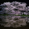 月夜に浮かぶ諸木野の桜