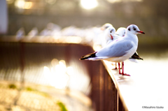 gulls before sunset