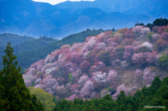 吉野山桜パレット