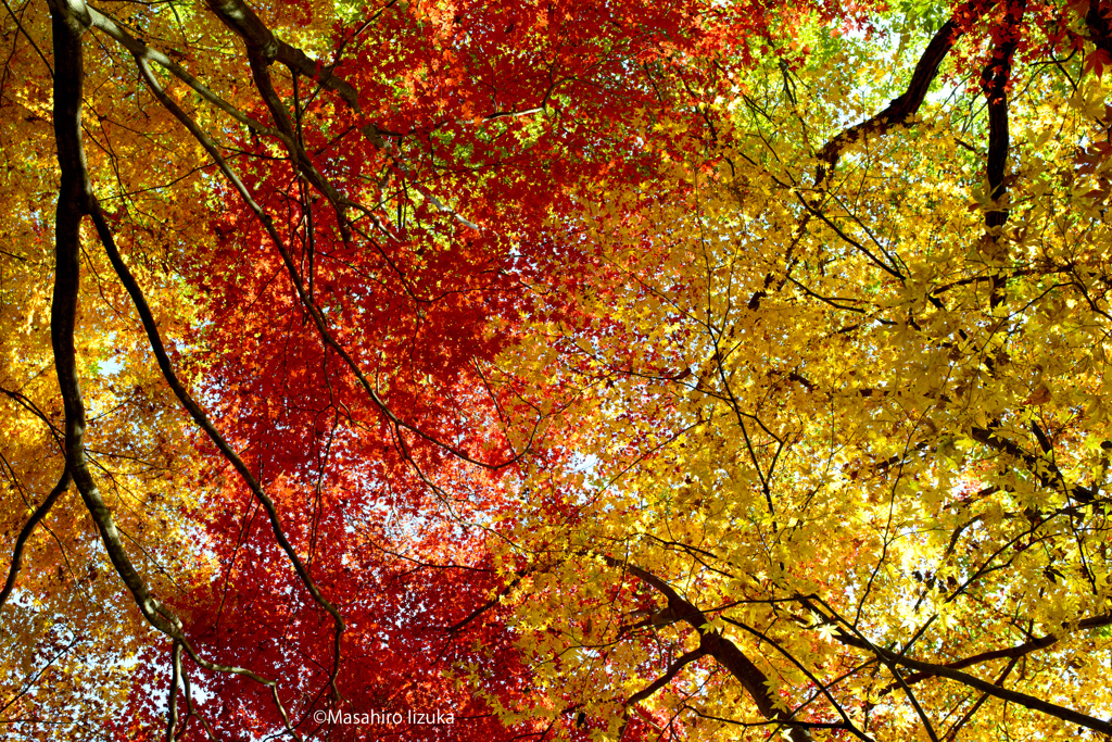 Autumn Catchy Colors