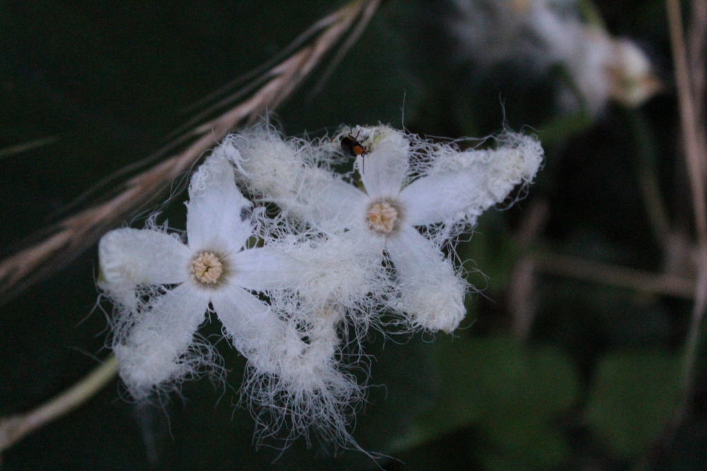 からすうりの花①