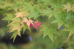 秋のはじまり
