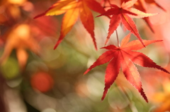 きらきらモミジ