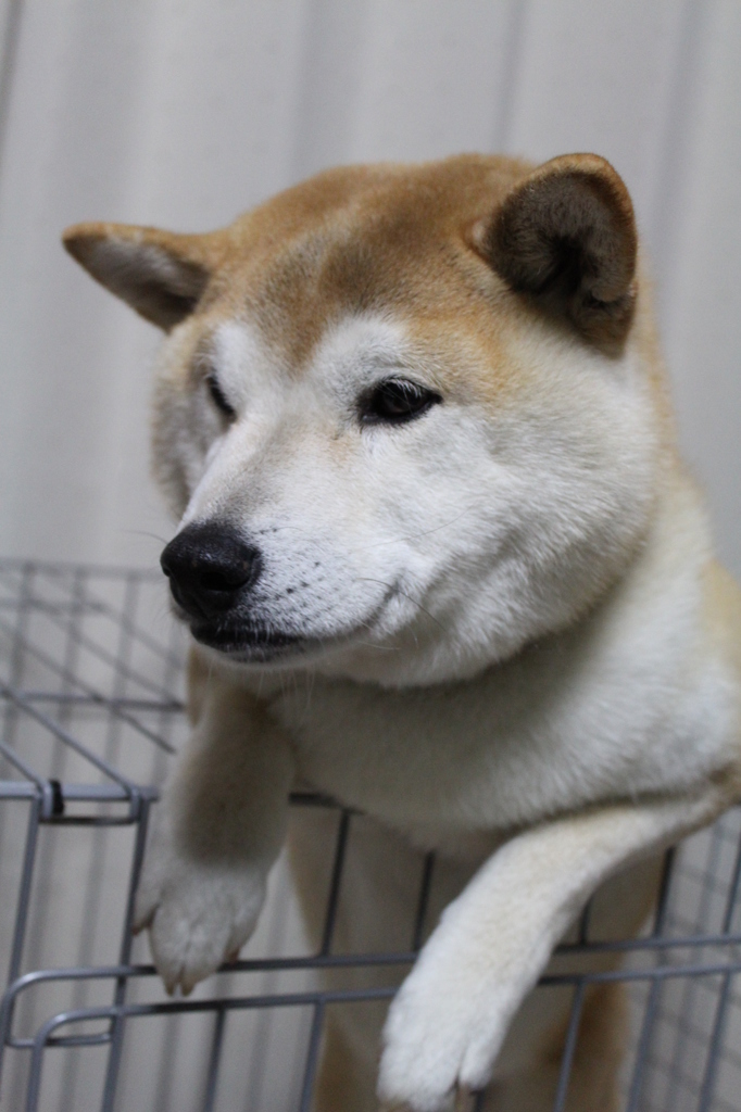 朝ごはん待ち②