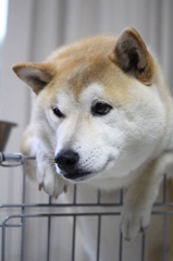 毎度毎度の写真です・・・③　僕の独り言。